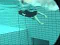 The Moonface Underwater 「Mermaid」