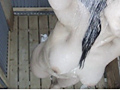 真夏の水着ギャル！！ 脱衣所デカパイ編2