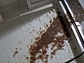 続・独身OL自室自画撮り投稿