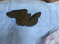 お姫様は毎日が巨太便
