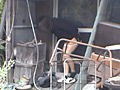 糞尿の実態2