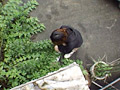 ○撮 糞尿の記録 野外・トイレ編