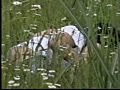 ○撮投稿プレミアムクラブ