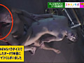 スキモノラボ利益還元SP完全版