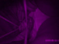 Q太郎の赤外線○漢○撮Vol.11