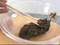 うんこ大好き8 ぶりぶりうんこを大放出！
