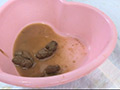 うんこパラダイス