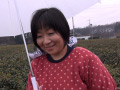 狭山の茶畑でお茶を摘むお母さん