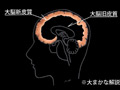 脳が映像と戯れるビデオ 藤木紗英