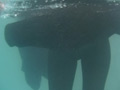 真冬の落水練習