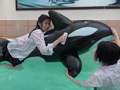 幼馴染とシャチと