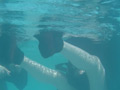 義務講習の浮具遊戯