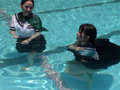 プール仕舞いの名残