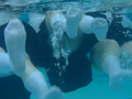 水泳×映像写真×生徒会