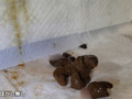 素人排泄メモワール もえ