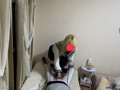 やんちゃな女子生徒桃瀬あおいの自宅に家庭訪問