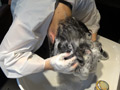 黒髪スーパーロングヘアOL 男性上司と密会シャンプー
