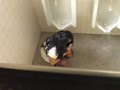 熟女限定 男子便器立ちション便○撮4