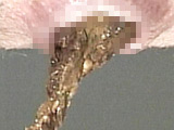 新・ウンコスペシャル特別編3 いづみちゃんを独り占め