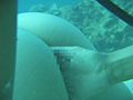 AQUA SEX3