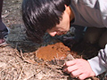 野ぐそ生中継 ミカン