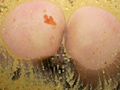 糞砕 -中川奈美-