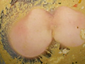 糞砕 -中川奈美-