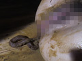 ●制肛門こじ開け寝糞 桃井桃