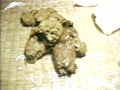 排泄倶楽部03