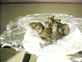 排泄倶楽部03